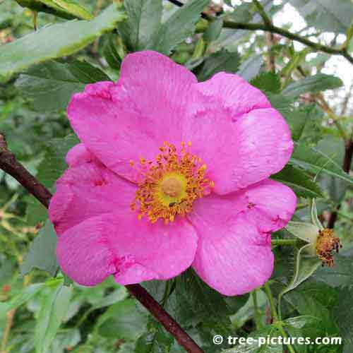 Rose Tree Pictures, Magentia Petals On Flowering Rose Bloom Photo