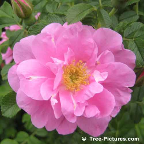 Rose Tree Pictures: Pretty Image of Pink Rose Flower