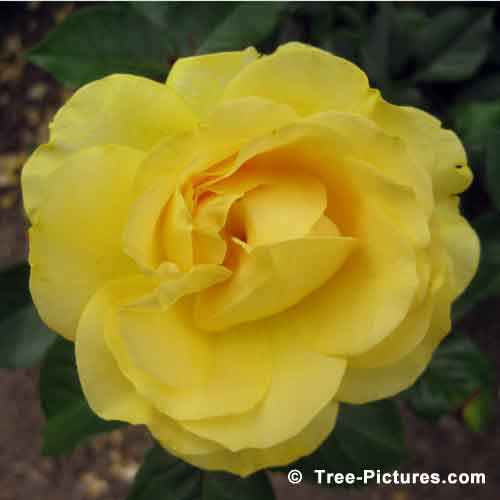 Rose Tree Pictures, Majestic Yellow Garden Rose Bloom Image