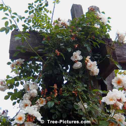 Rose Tree Pictures, White Climbing Roses on Tressel Photo