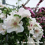 Rose Pictures: 5 Petal White Rose Bloom