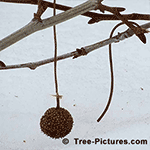 Sycamore Tree Pictures: Sycamore Fruit Hanging from a Sycamore Branch Tree+Sycamore+Fruit Image