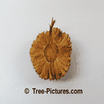 Sycamore Tree Pictures: Fall Picture of Sycamore Trees Fruit: Tree+Sycamore+Fruit Image