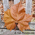sycamore tree picture, large leaf from a sycamore tree