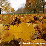 sycamore tree picture, Sycamore Leaves Fallen From Sycamore Tree