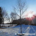 Sycamore Tree Pictures: Bare Sycamore Tree During the Winter Months