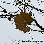 Sycamore Tree Pictures: Winter Photo of Sycamore Tree Leaf and Fruit