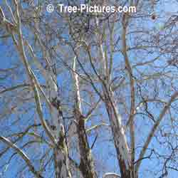 Sycamore Trees: Bark of the Sycamore Tree Gets Lighter Color The Higher on the Tree 