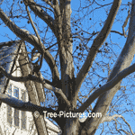 Sycamore Tree Pictures: Mature Urban Sycamore Tree: Bark+Branches+Fruit Image