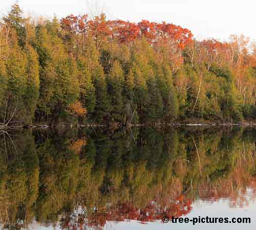 Impressive Tree Pictures, Cedar and Maples Tree Lake Reflections