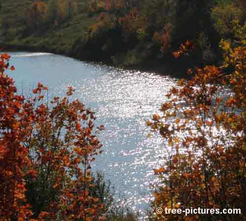 Impressive Tree Picture, Fall Lake Breezes Through the Autumn Trees