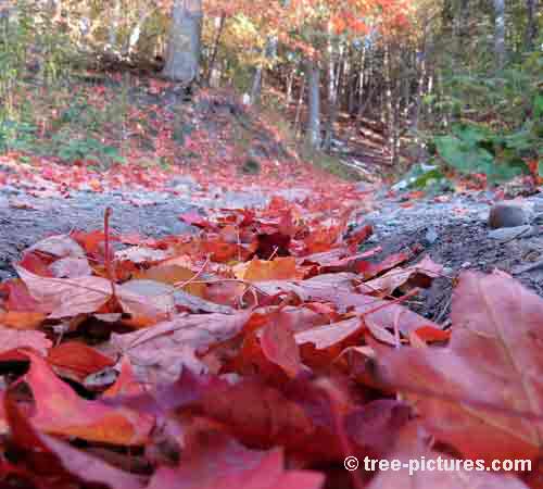 Impressive Tree Picture, Leaf Trail of Red Maple Tree Leaves