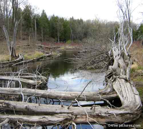 Impressive Tree Picture, Dead Cedar Trees in Creek
