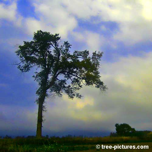 Impressive Tree Picture, Giant Tree Standing Alone in Potato Field