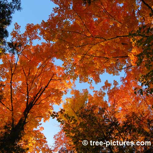 Impressive Tree Picture, Impressive Orange Red Autumn Maple Trees