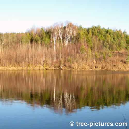 Impressive Tree Picture, Forest Tree Reflections