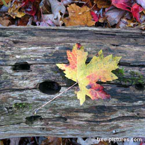 Impressive Tree Picture, Impressive Fall Leaf Colors on Old Wood Log