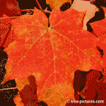 Maple Tree Leaf Picture