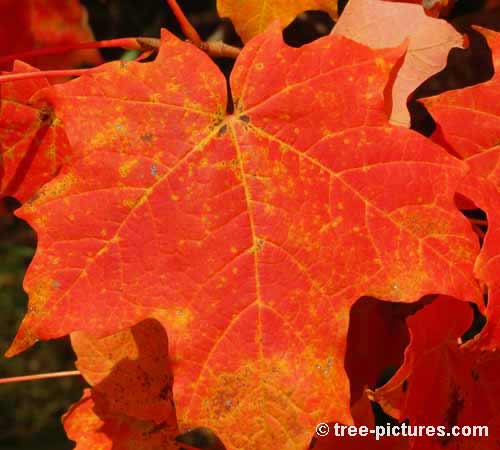 Impressive Tree Picture, Impressive Bright Red Fall Maple Tree Leaf