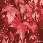 MapleTree: red leaves