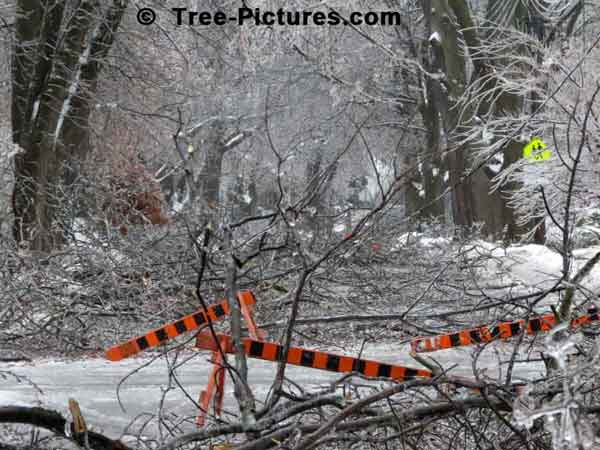 Storm Trees: Fallen Trees Close Street