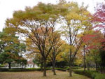 Autumn Zelkova Tree Colors