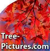 Pictures of Trees Library, images & pics for tree identification by tree type, Photo Gallery lists Apple Tree to Willow Trees, each with tree facts, info, references