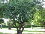 ebony tree picture