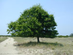hackberry tree pic