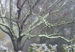 Picture of Plum Tree in Winter