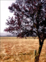 Red Plum Tree Picture