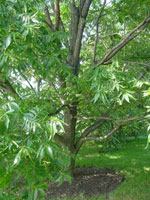 pecan tree picture