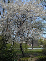 Flowering Plum Tree Picture