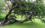Plums: Photo of Old Plum Tree