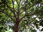 Plum Tree Branches