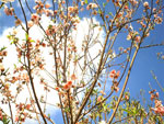 Flowering Plum Tree