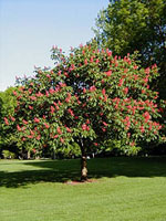 horse chestnut tree picture
