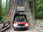 redwood tree picture