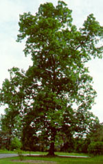 hickory tree picture