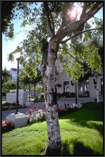 birch tree picture
