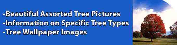 Tree Pictures