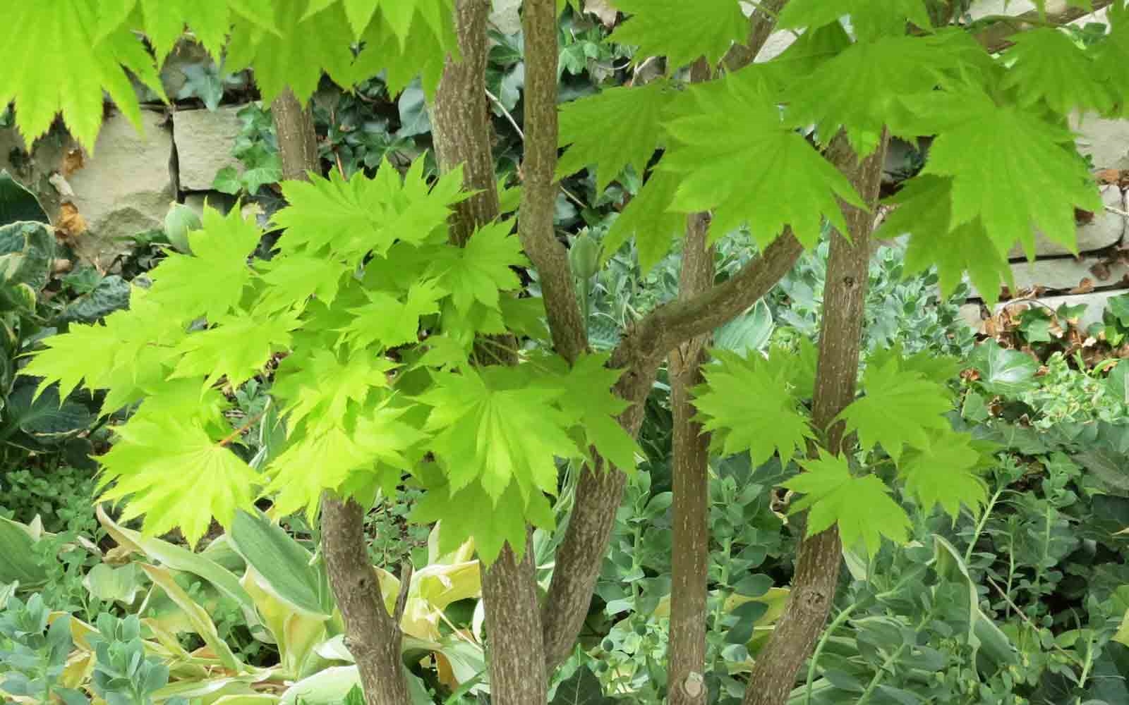 Golden Full Moon maple tree shown above is trimmed as shrub measuring 6&apo...