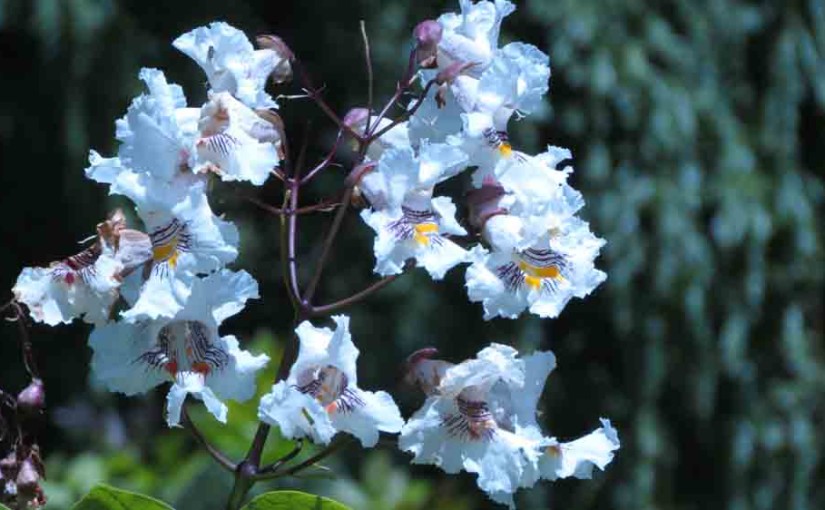 Catulpa Tree Flowers