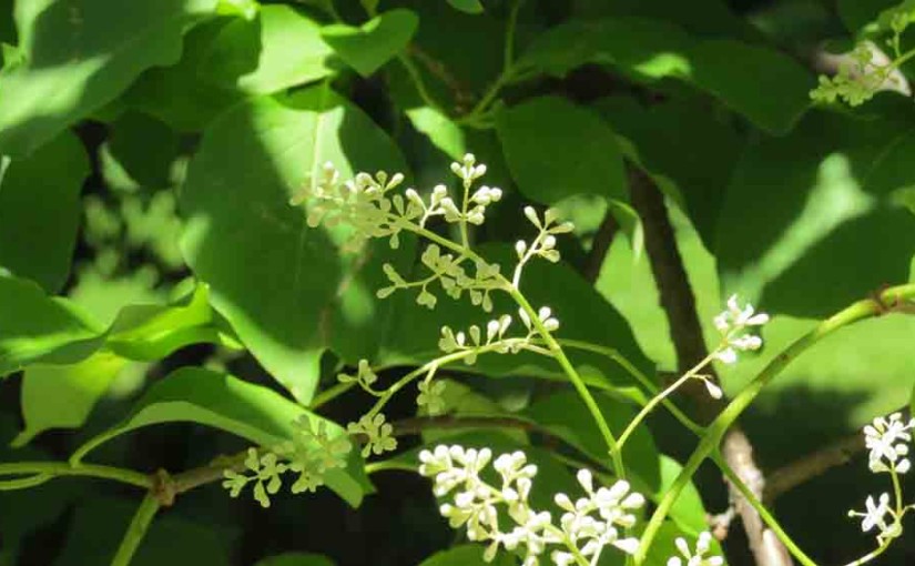 Lilac Tree Ivory Silk