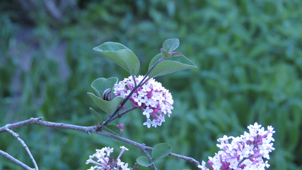 Llilac tree flower purple pink