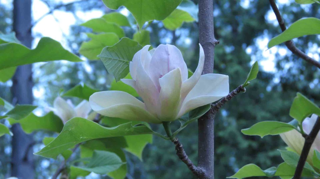 Magnolia Tree Flower, bloom type is Sunset Magnolia