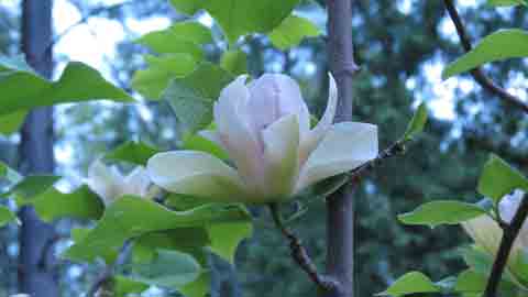 Flower of a Magnolia Tree