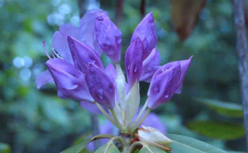 Purple Rhododendron Flower