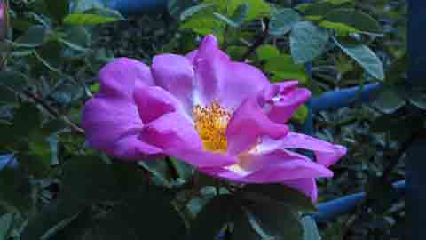 Rose Shrub; Magenta Flower