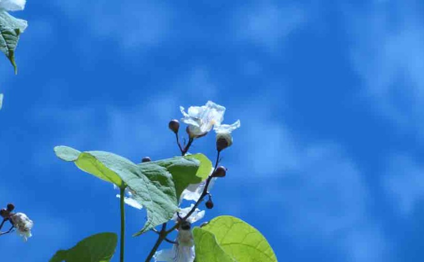Catalpa Tree Flower